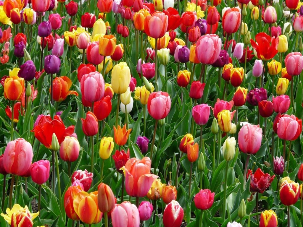 tulips-bed-colorful-color-69776-69776.jpg